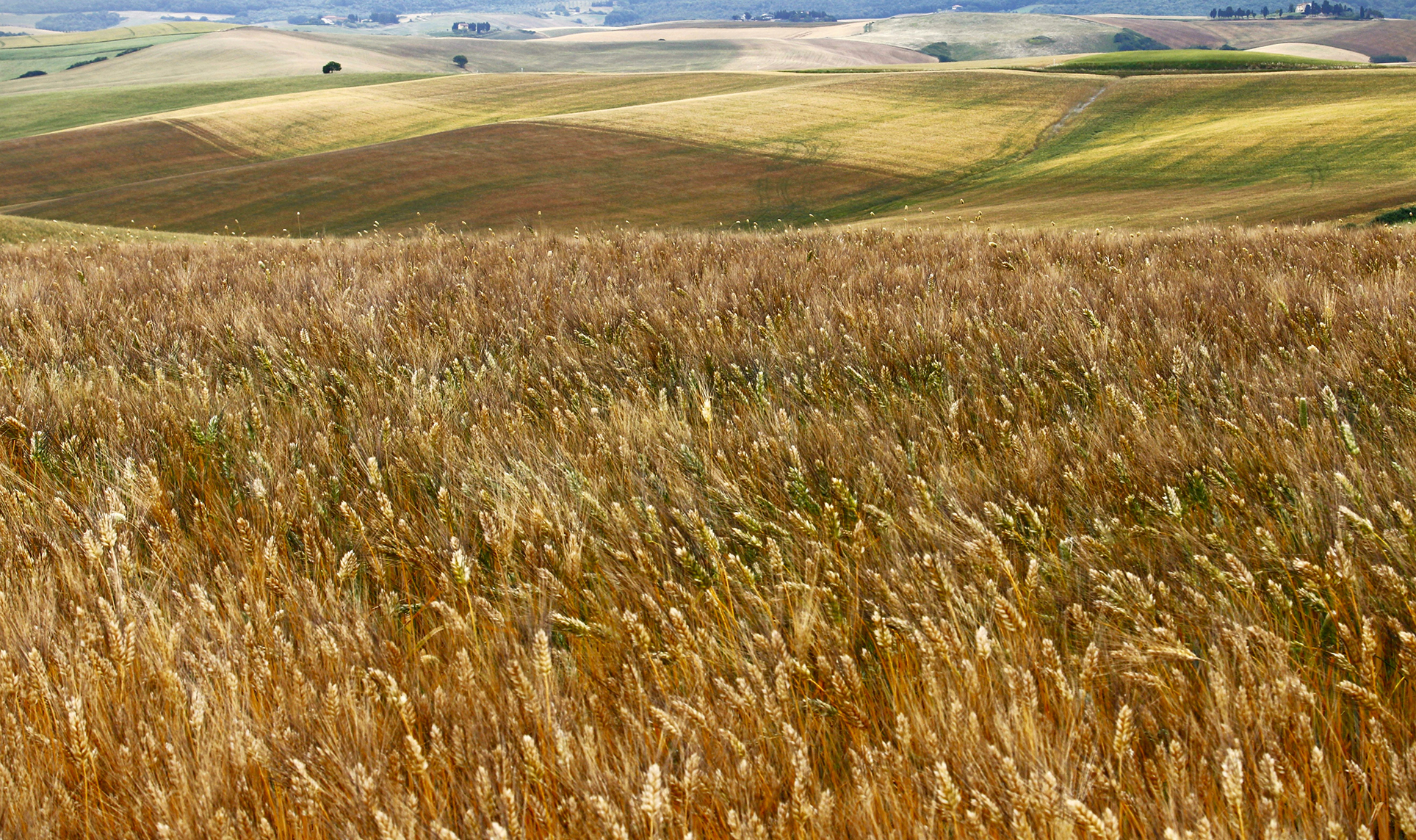 Il grano maturo