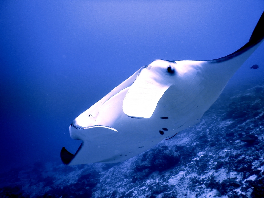 Manta