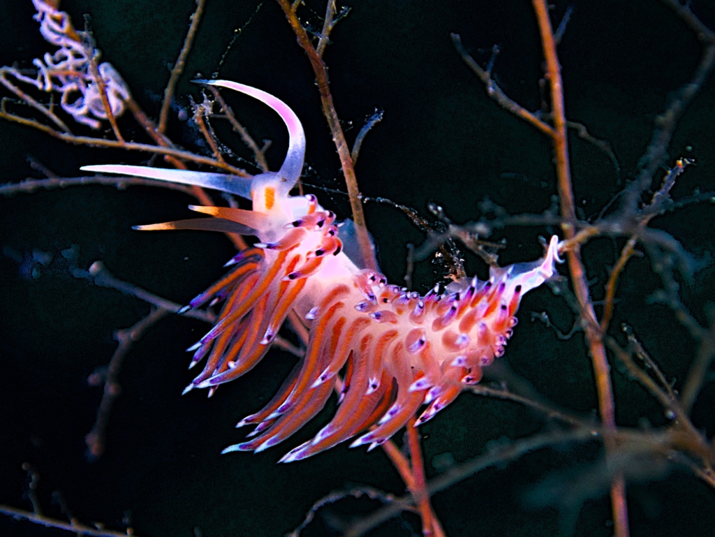 Cratena usticese