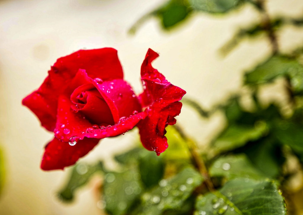 ROSA DOPO LA PIOGGIA