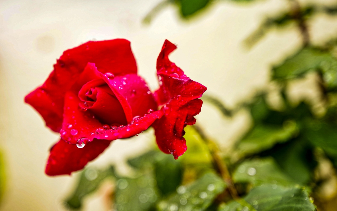 ROSA DOPO LA PIOGGIA